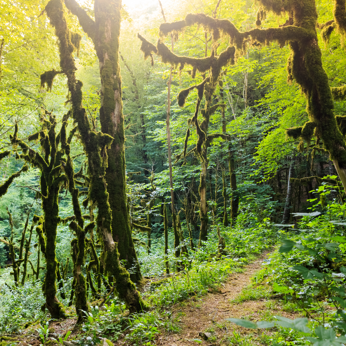 Тисо-самшитовая роща фото