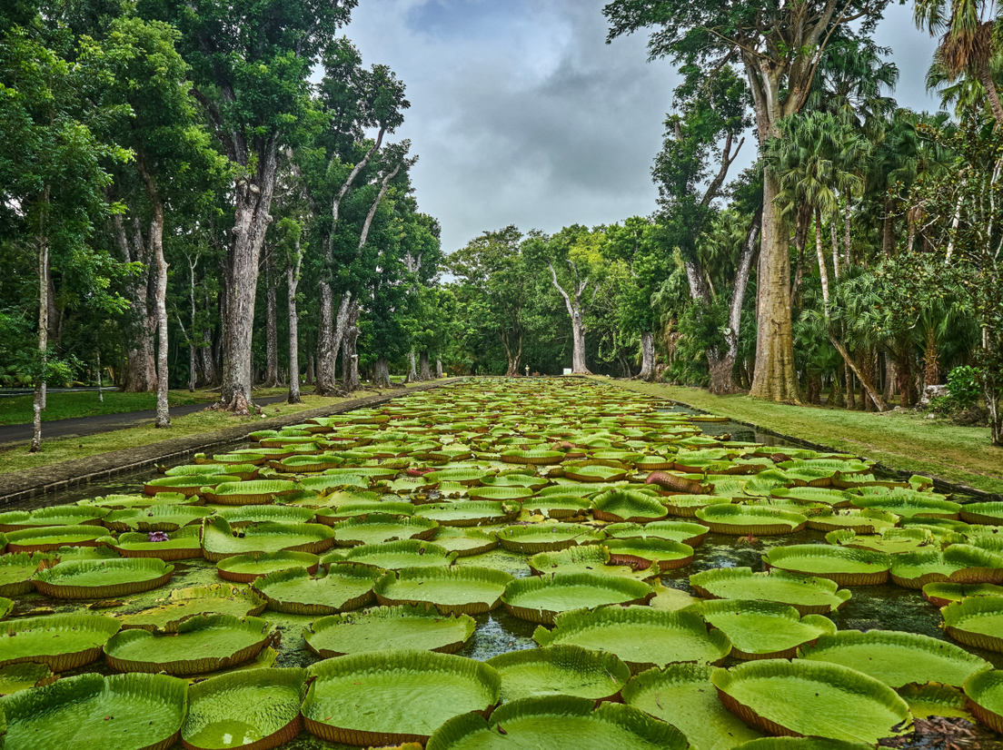 Ботанический сад «Памплемус» фото