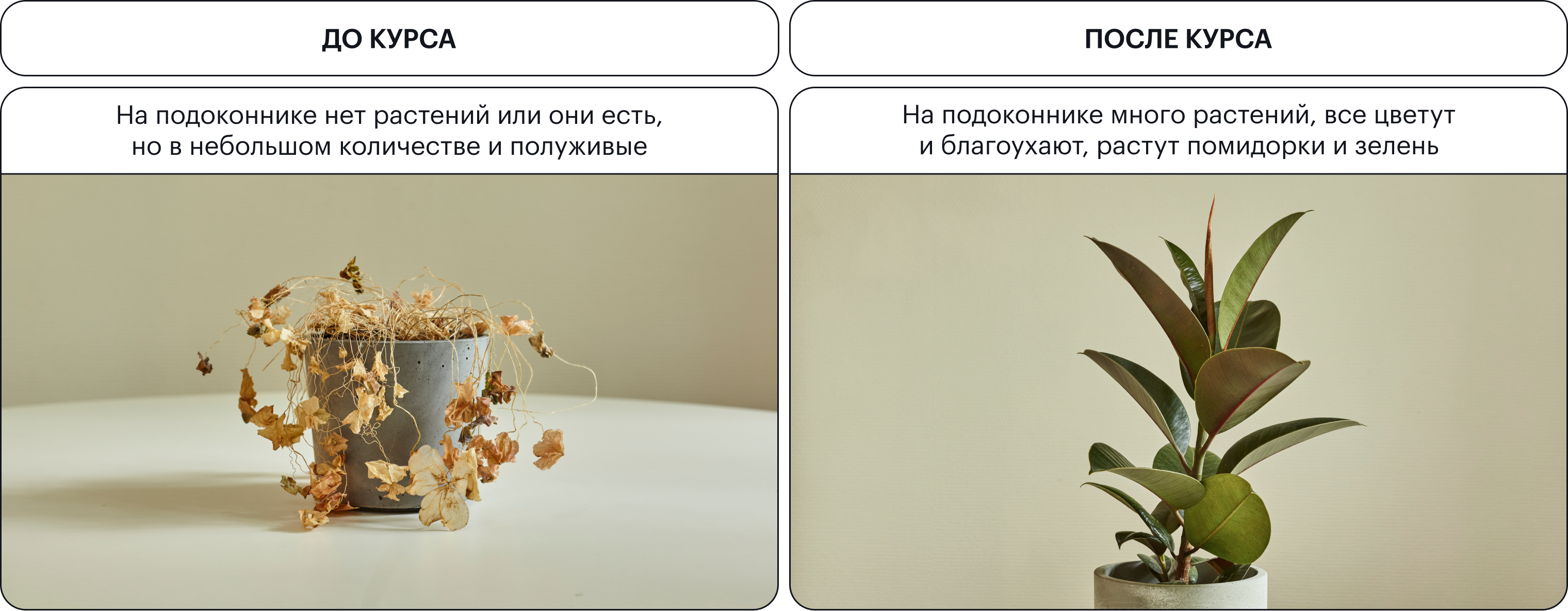 Курс подойдет, если вы хотите превратить квартиру в домашние джунгли или цветущий сад